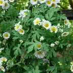 Dây hoa leo dã quỳ giả trắng